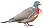 Contact Pigeon