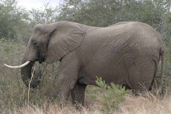 Endangered African Elephant